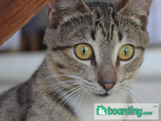Cat Sitting In Your Home | Boarding