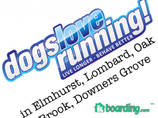 Dogs Love Running! Elmhurst