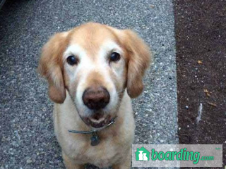 Debbie's Pet and House Sitting | Boarding