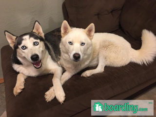 PNW Husky Rescue and Boarding | Boarding