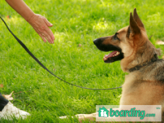 Merritt Dog Training | Boarding