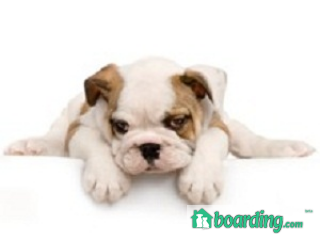 Pawsh Pet Salon & Spa | Boarding