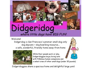 Didgeridog San Francisco