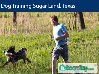 Dog Training Sugar Land, TX | Boarding