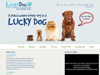 Lucky Dog Daycare Tampa